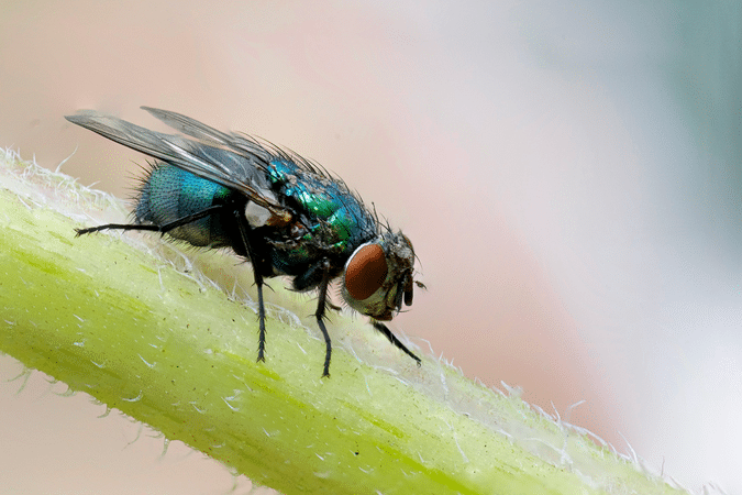 Effektive methoden zur fliegenbekämpfung im sommer